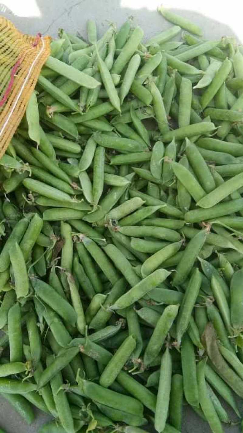 1精品豌豆荚，中豌9号颗粒饱满质量保证产地直供