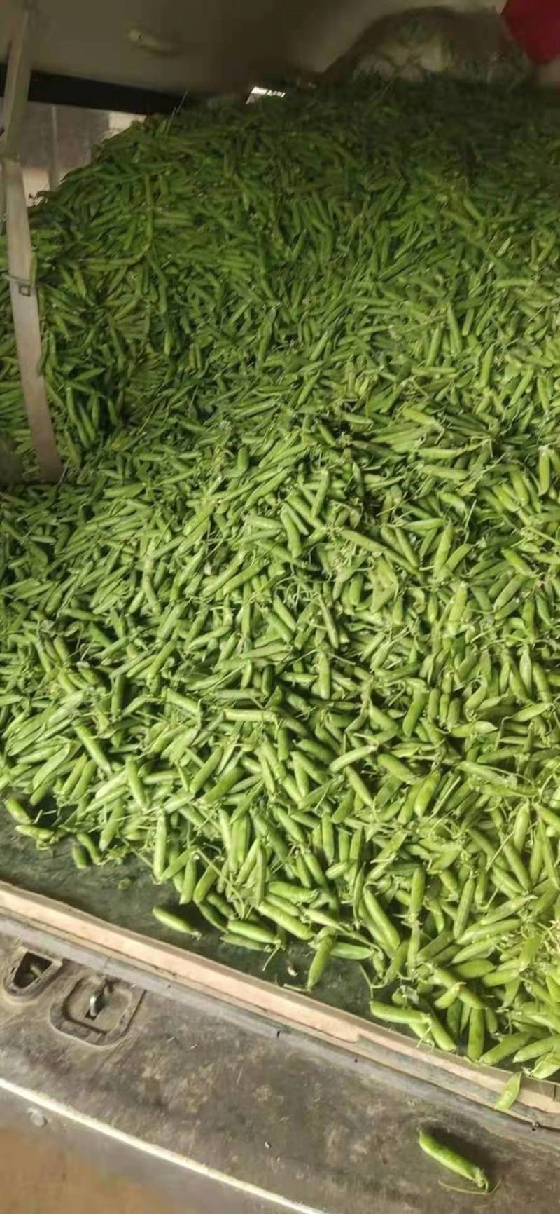 1精品豌豆荚，中豌9号颗粒饱满质量保证产地直供