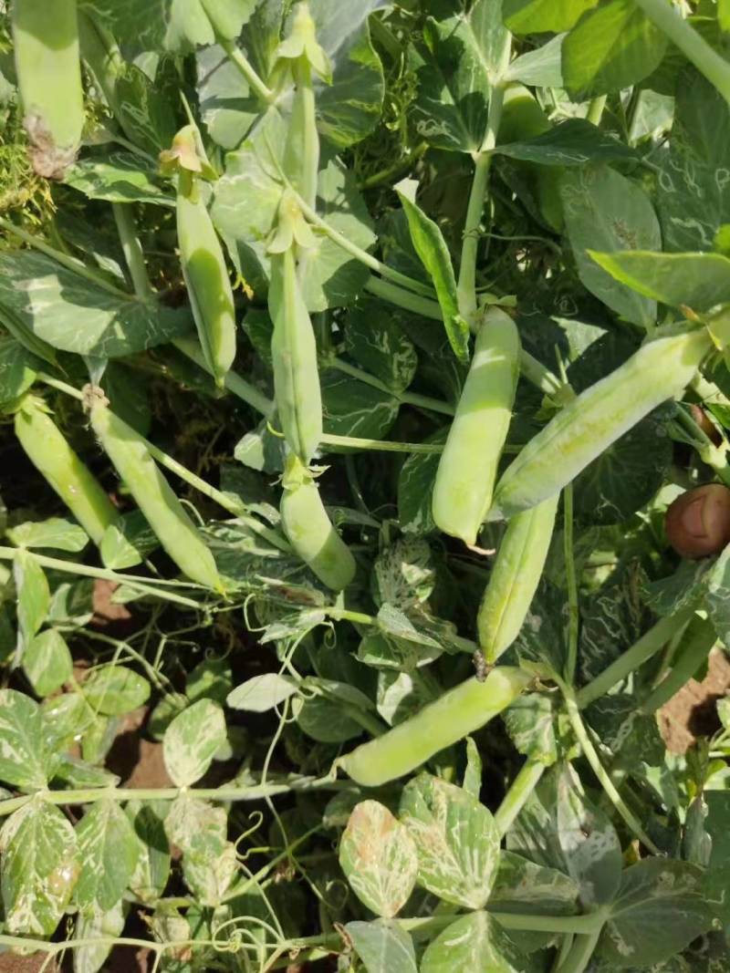 1精品豌豆荚，中豌9号颗粒饱满质量保证产地直供