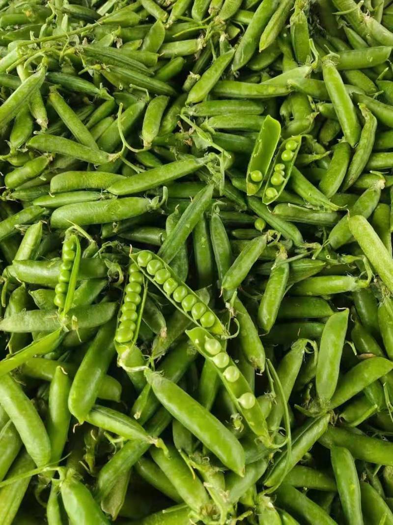 1精品豌豆荚，中豌9号颗粒饱满质量保证产地直供