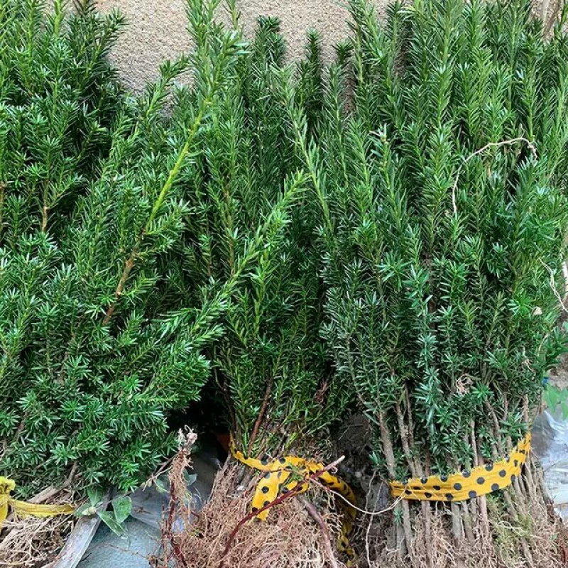 基地直销曼地亚红豆衫好活小苗