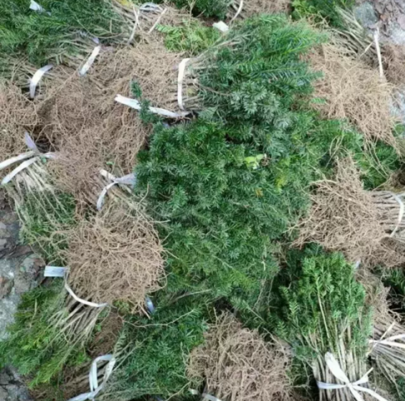 基地直销曼地亚红豆衫好活小苗