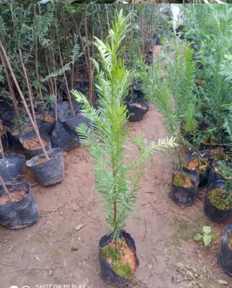基地直销曼地亚红豆衫好活小苗