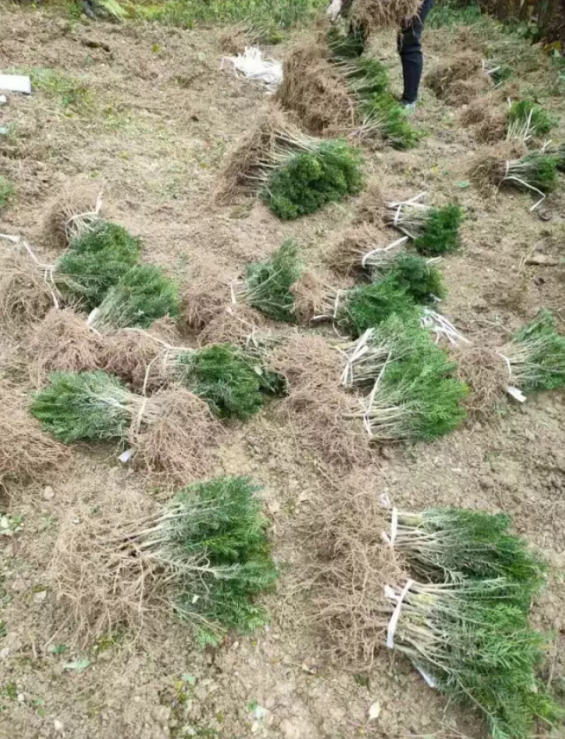 基地直销曼地亚红豆衫好活小苗