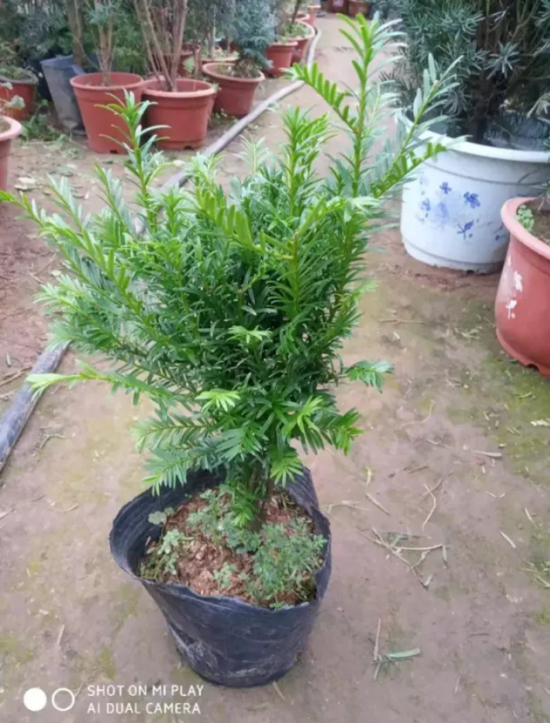 基地直销曼地亚红豆衫好活小苗