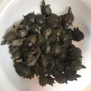 外塘甲鱼苗小甲鱼苗水鱼苗王八苗中华鳖生态养殖3-5克包邮