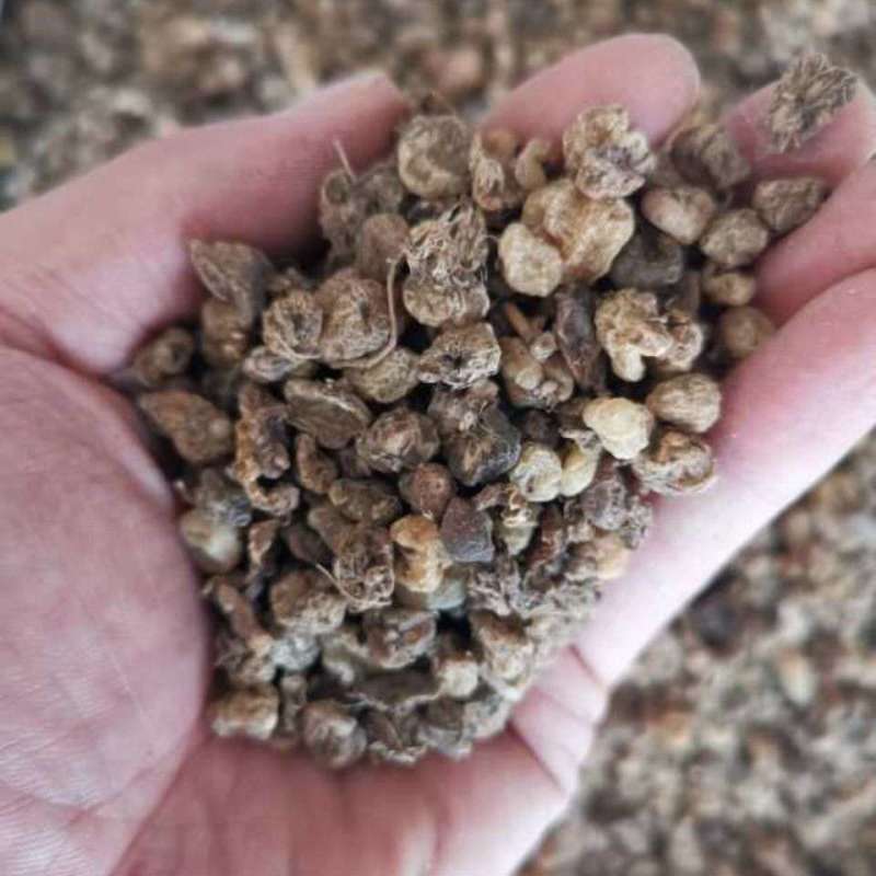 山茨菇毛茨菇纯干吴无硫量大货好产地直发
