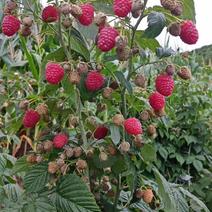 波尔卡季红树莓苗，双季秋平红树莓大果苗，南方四季红树莓苗