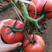 西红柿硬粉瑞莱美三号，早熟性好，高抗病毒抗死棵，抗灰叶斑