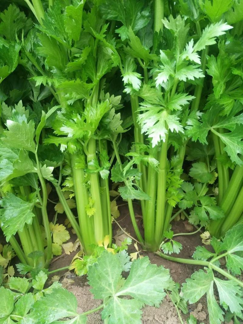 华州芹菜大量上市视频看货当天发车欢迎联系