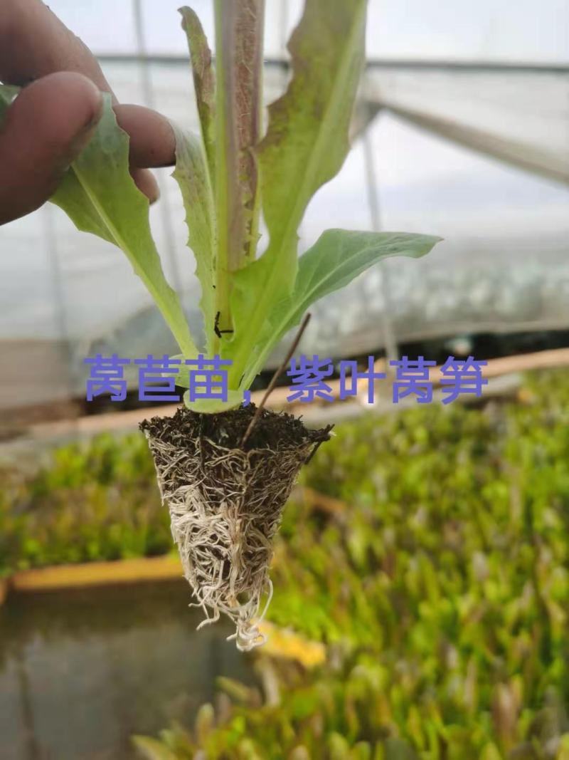 莴笋苗，专业育苗15年，诚信交易，量大从优！