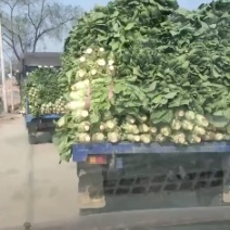 河南省清丰县四季青种植合作社莴笋基地