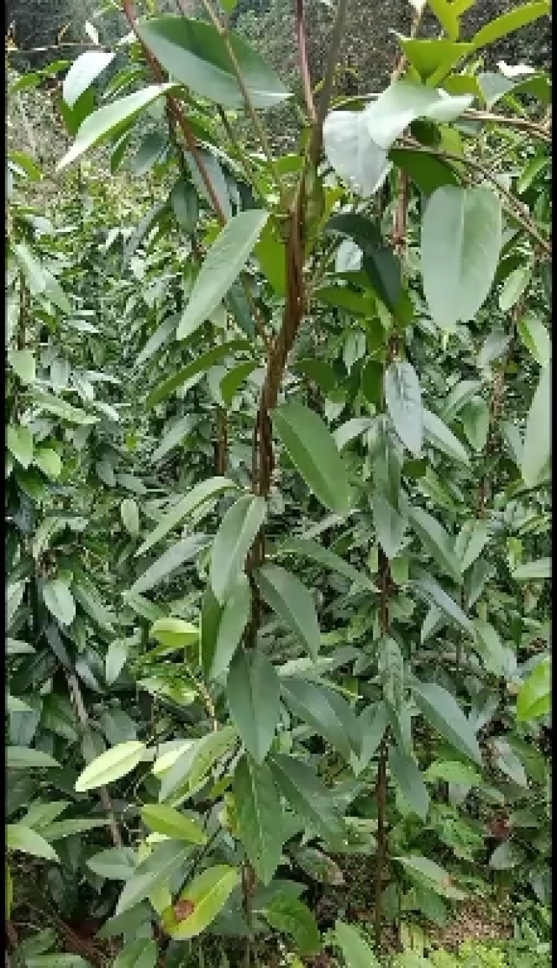 优质黑老虎，布福娜原产地改良品种粉红紫红品种大苗