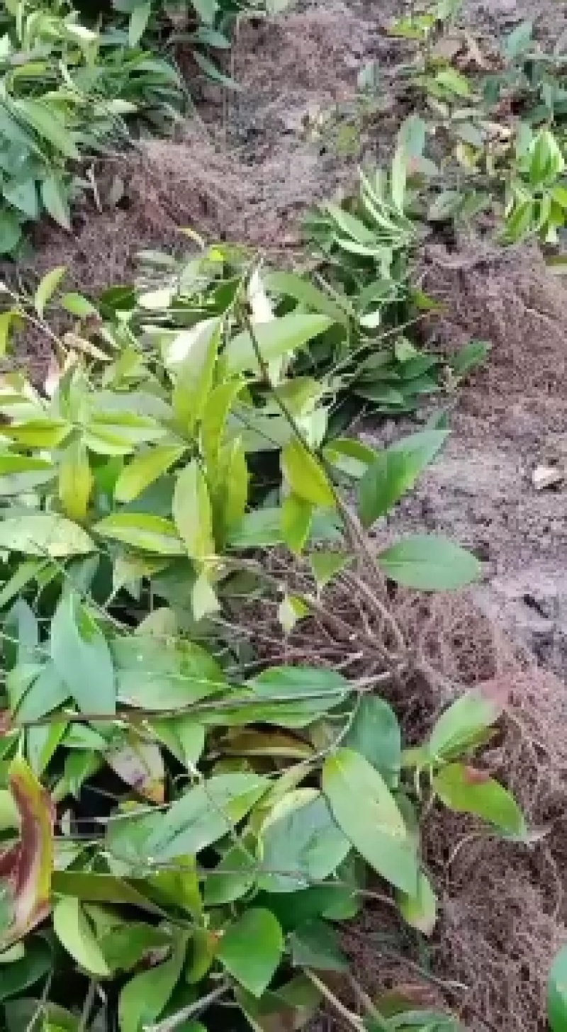 优质黑老虎，布福娜原产地改良品种粉红紫红品种大苗