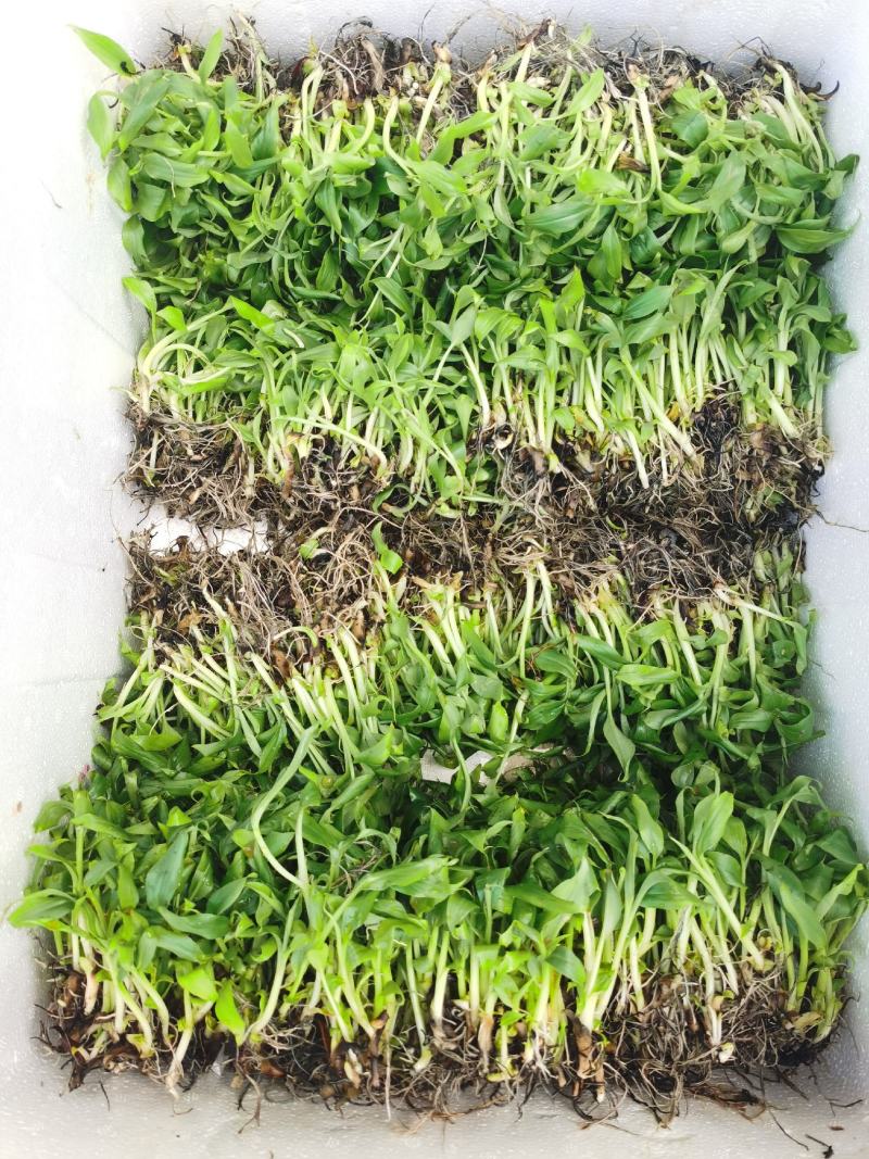 巴西香蕉苗香蕉树抗病组培苗无菌催芽无病毒品质保障