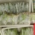 巴西香蕉苗香蕉树抗病组培苗无菌催芽无病毒品质保障