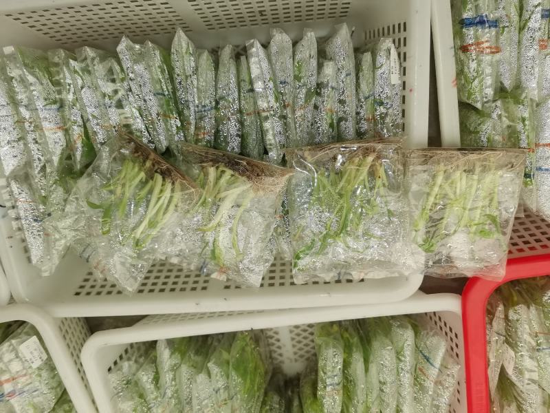 巴西香蕉苗香蕉树抗病组培苗无菌催芽无病毒品质保障