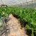 巴西香蕉苗香蕉树抗病组培苗无菌催芽无病毒品质保障