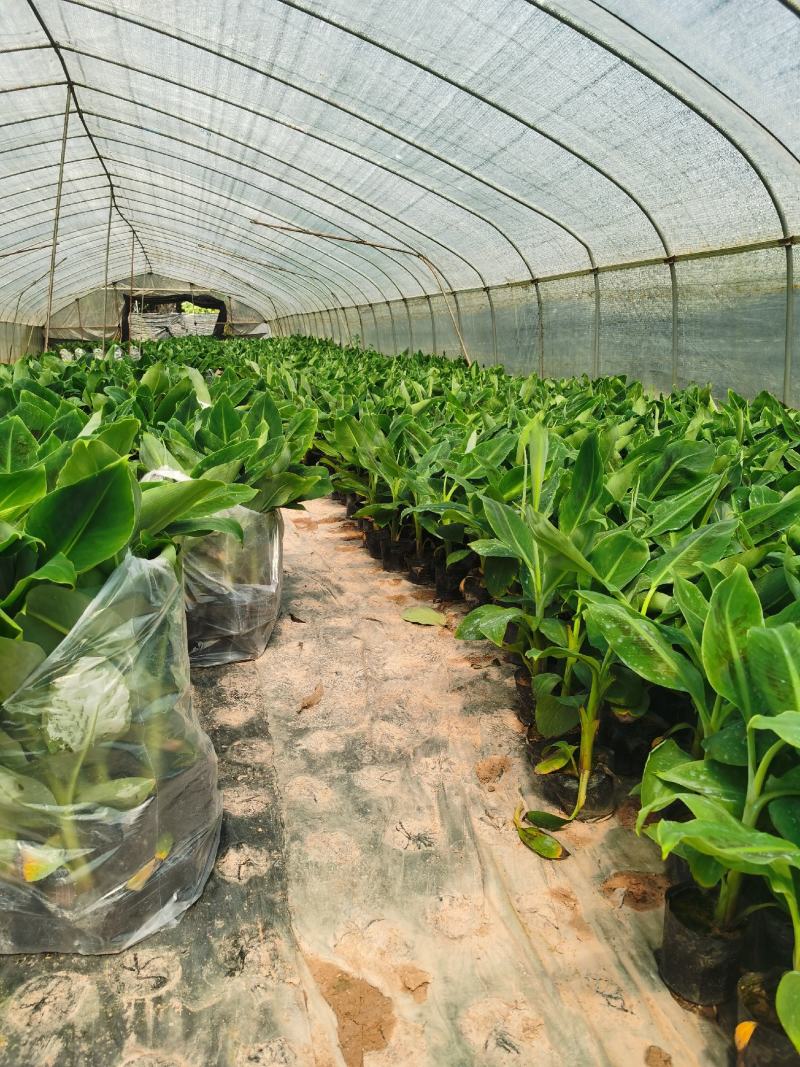 巴西香蕉苗香蕉树抗病组培苗无菌催芽无病毒品质保障
