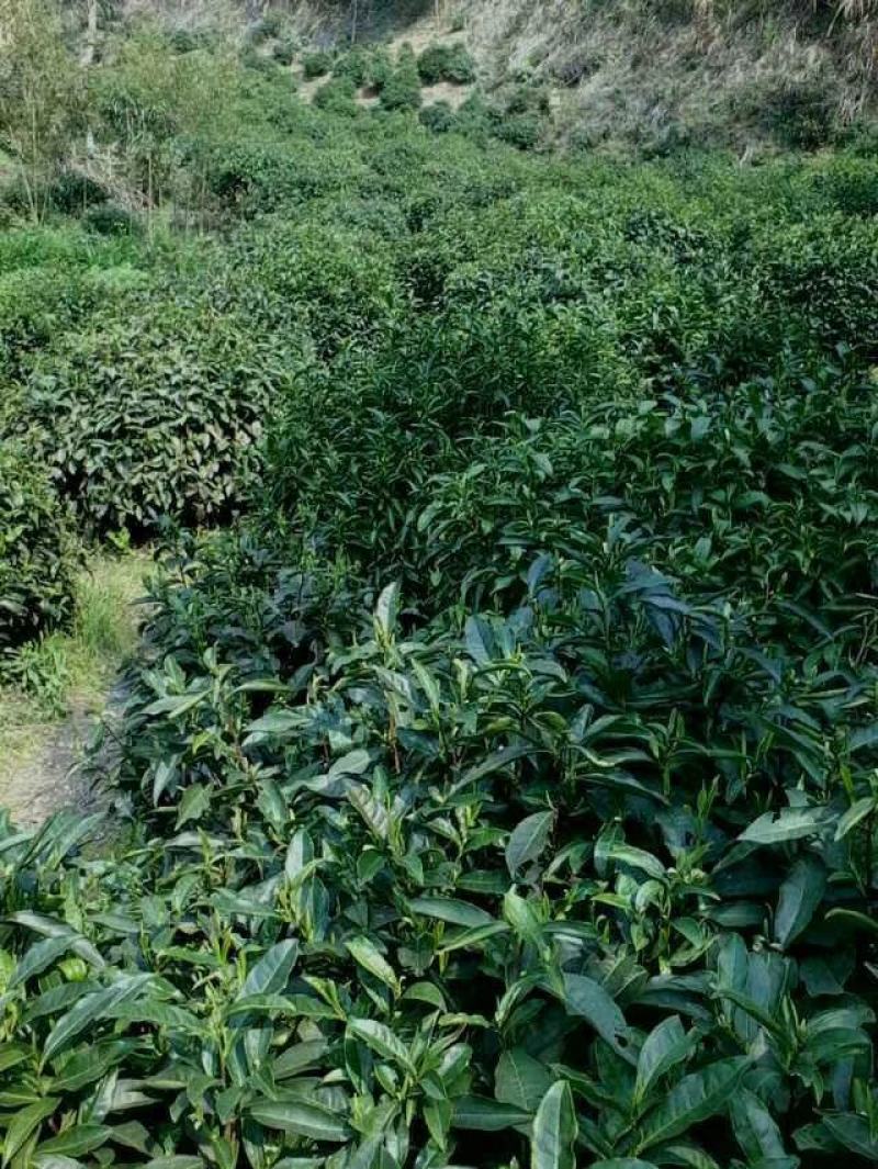 特色原产地现发黄山毛峰一手货源批发品质保证价格美丽！