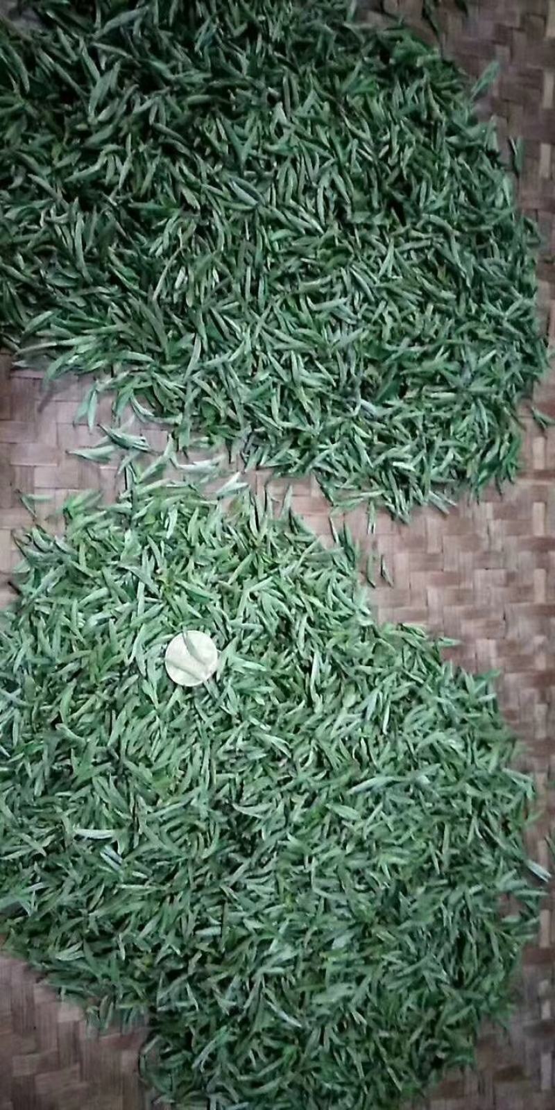 特色原产地现发黄山毛峰一手货源批发品质保证价格美丽！