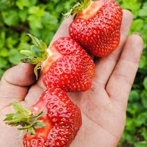 哈尼草莓苗，抗寒草莓果苗，东北草莓苗，东北大果甜草莓苗