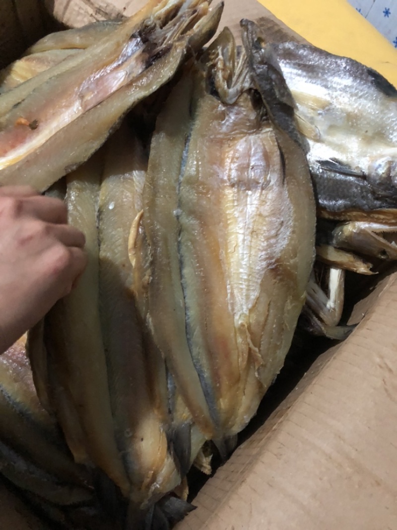 香梭鱼主刺一根大量有货一件代发诚招客商