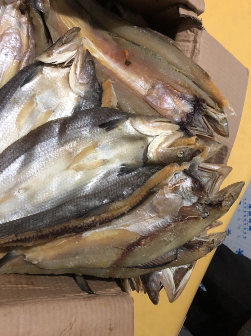 香梭鱼主刺一根大量有货一件代发诚招客商