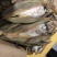 香梭鱼主刺一根大量有货一件代发诚招客商