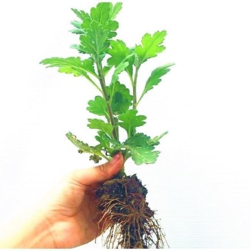 菊花盆栽大花菊花菊花苗开花不断阳台植物室内外九月菊花易活