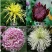 菊花盆栽大花菊花菊花苗开花不断阳台植物室内外九月菊花易活