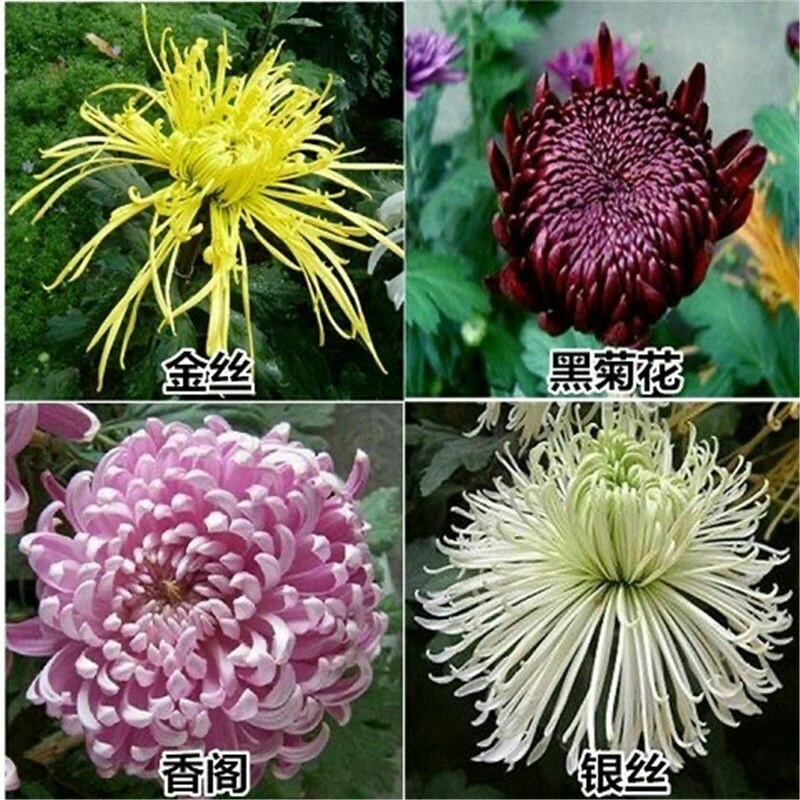 菊花盆栽大花菊花菊花苗开花不断阳台植物室内外九月菊花易活