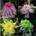 菊花盆栽大花菊花菊花苗开花不断阳台植物室内外九月菊花易活