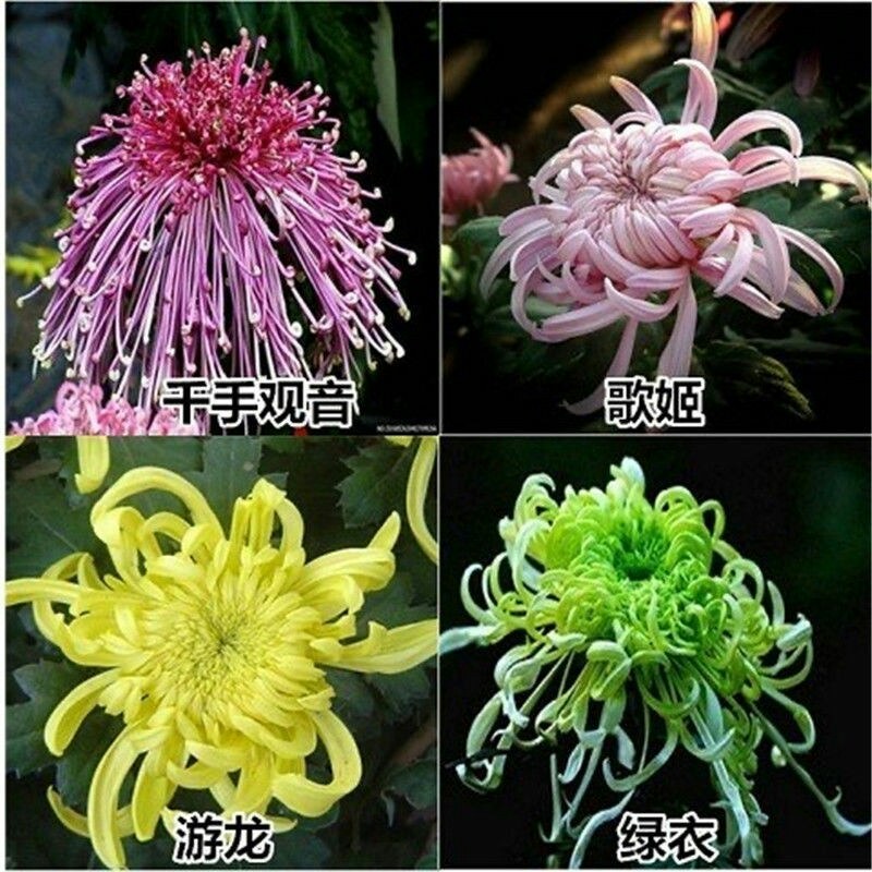菊花盆栽大花菊花菊花苗开花不断阳台植物室内外九月菊花易活