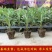 菊花盆栽大花菊花菊花苗开花不断阳台植物室内外九月菊花易活