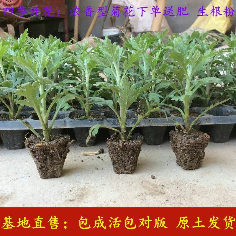 菊花盆栽大花菊花菊花苗开花不断阳台植物室内外九月菊花易活