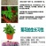 菊花盆栽大花菊花菊花苗开花不断阳台植物室内外九月菊花易活