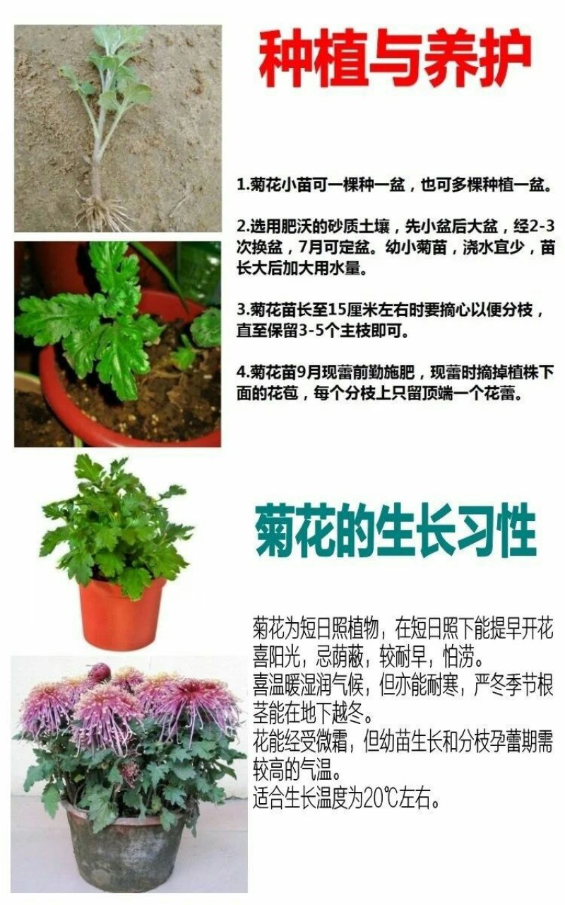 菊花盆栽大花菊花菊花苗开花不断阳台植物室内外九月菊花易活