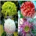 菊花盆栽大花菊花菊花苗开花不断阳台植物室内外九月菊花易活
