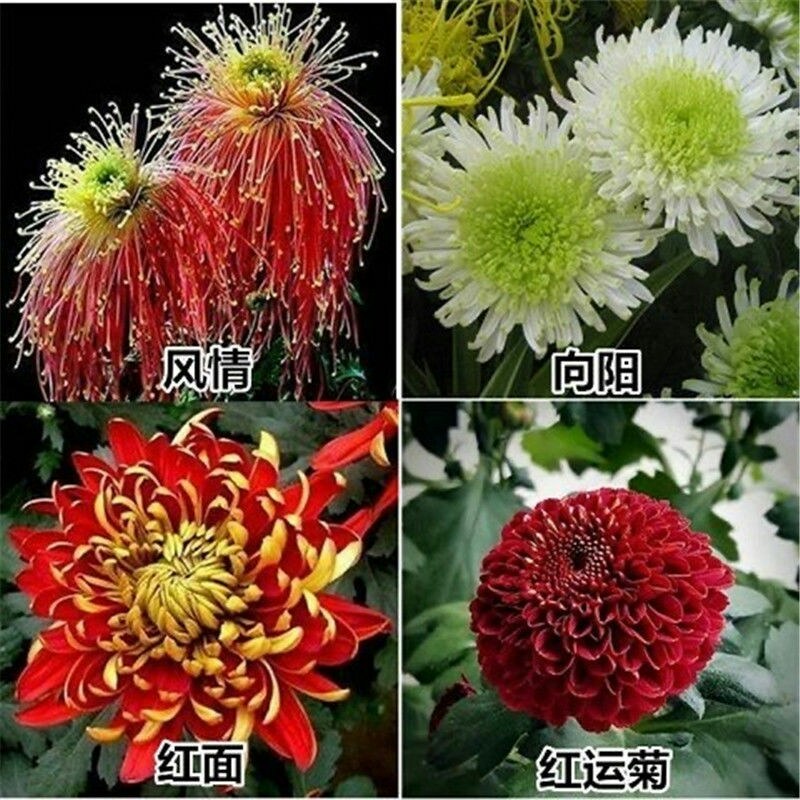菊花盆栽大花菊花菊花苗开花不断阳台植物室内外九月菊花易活