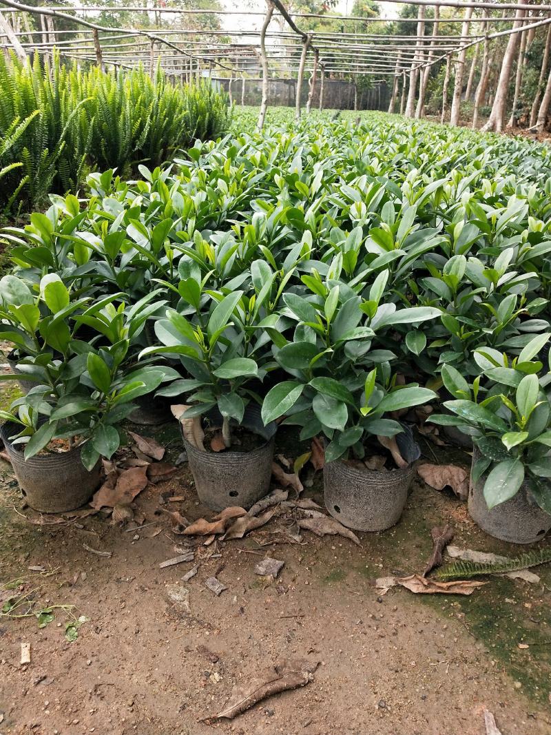 非洲茉莉7斤袋黑胶袋