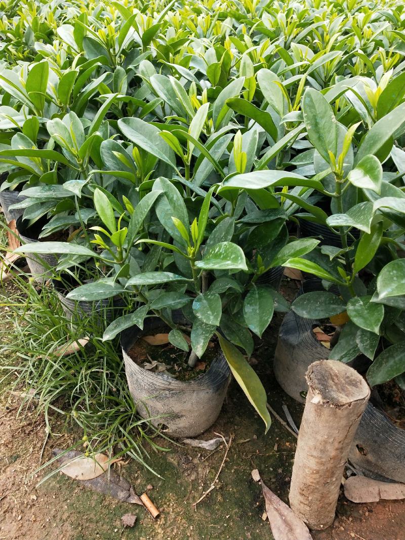 非洲茉莉7斤袋黑胶袋