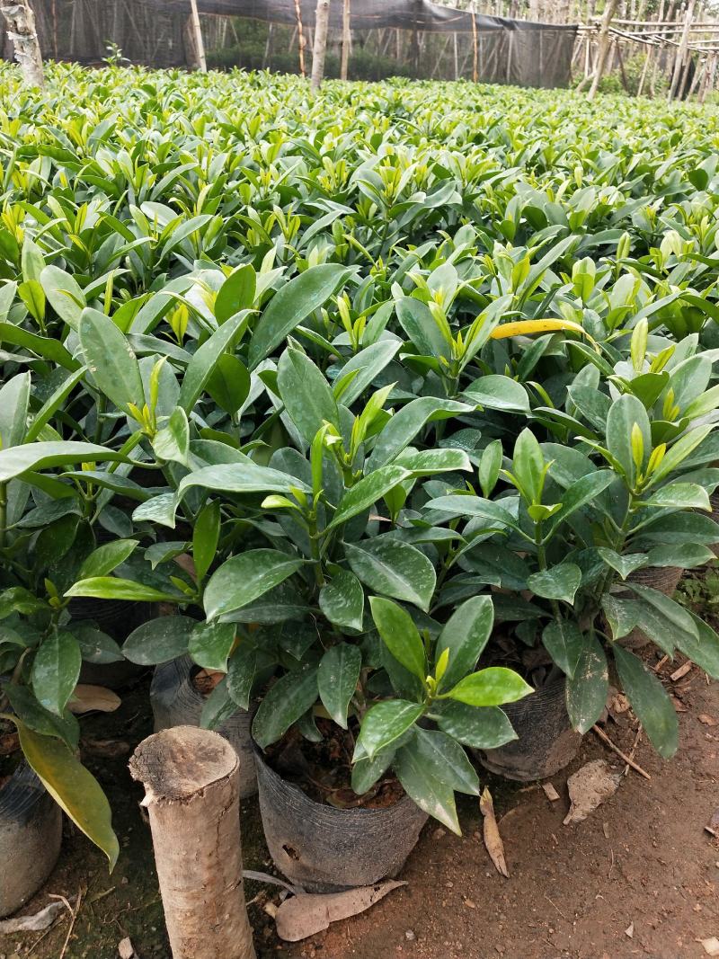 非洲茉莉7斤袋黑胶袋
