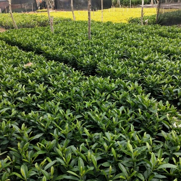 非洲茉莉7斤袋黑胶袋