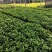非洲茉莉7斤袋黑胶袋