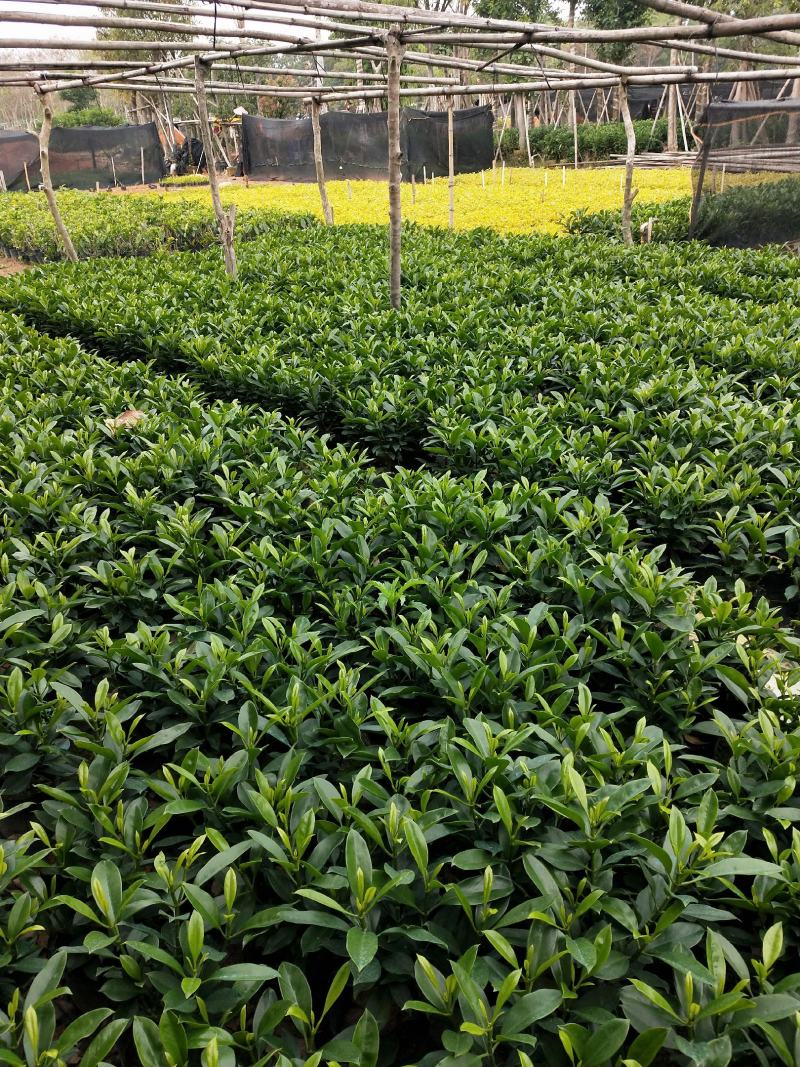 非洲茉莉7斤袋黑胶袋
