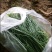 精品沙葱菜中灵芝，大漠野菜，四季鲜常年供应