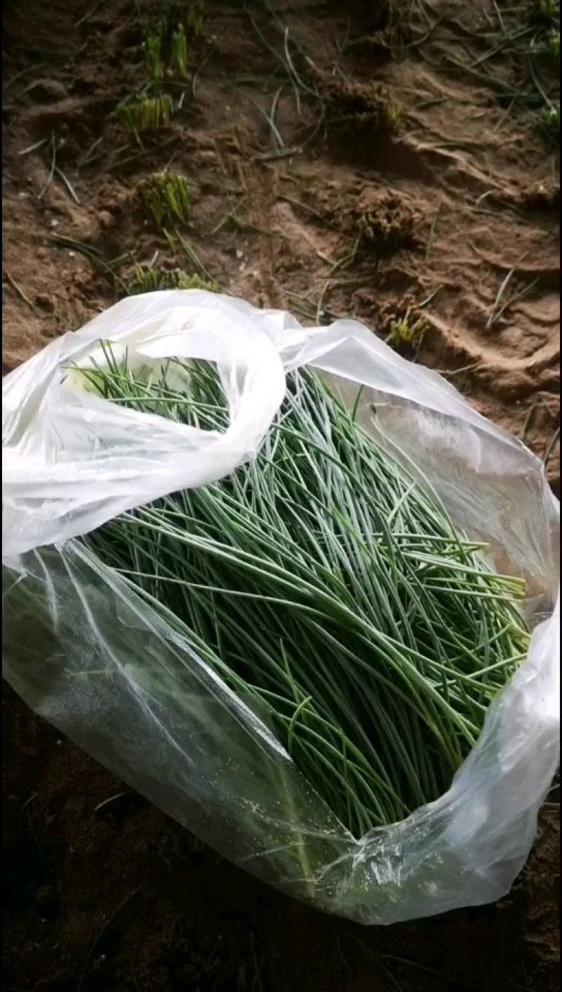 精品沙葱菜中灵芝，大漠野菜，四季鲜常年供应