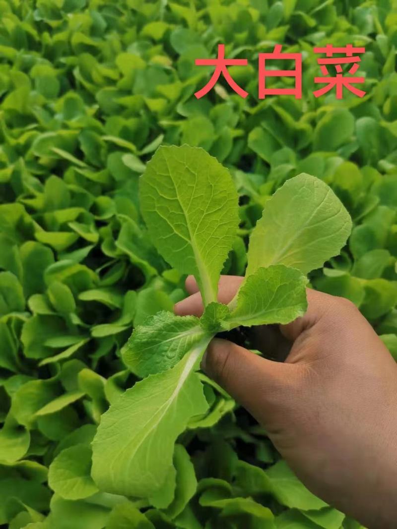 白菜苗，优质大白菜苗，好品种，基地直发，量大价优