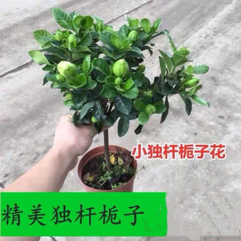 独杆栀子花苗四季开花大叶牡丹栀子花盆栽浓香型客厅阳台带花